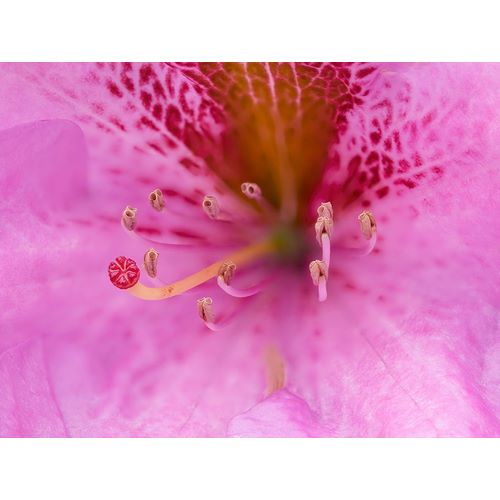 Wild, Jamie and Judy 아티스트의 Washington State-Rhododendron Flower작품입니다.